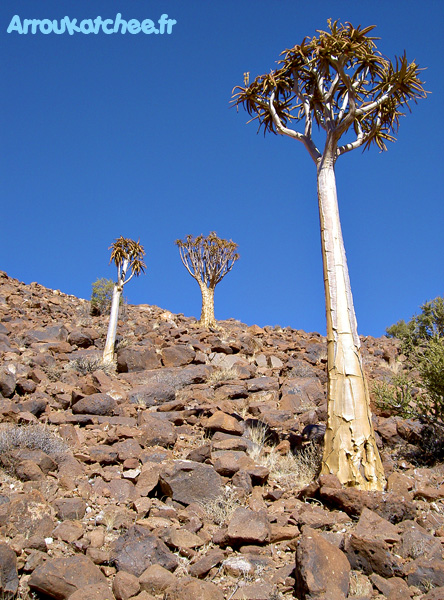 kokerboom brukkaros